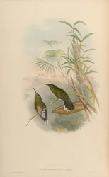 Phaeochroa cuvierii maculicauda